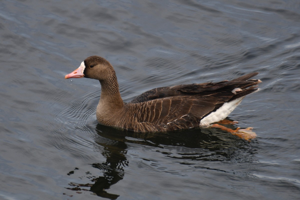 Greater White-fronted Goose - ML329476371