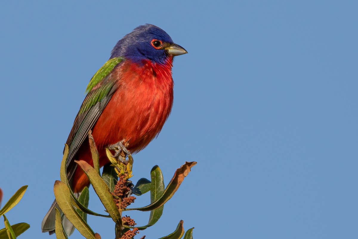 Painted Bunting - ML329477881