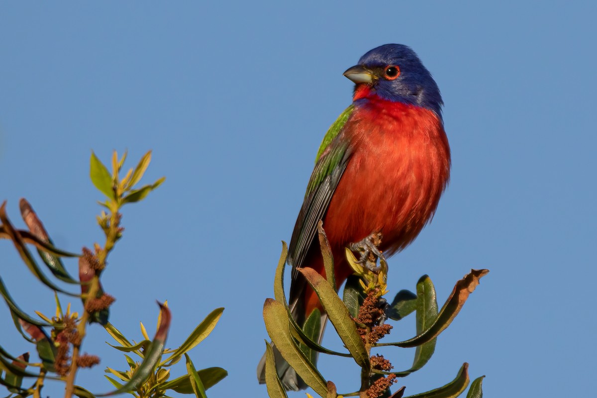 Painted Bunting - ML329477911