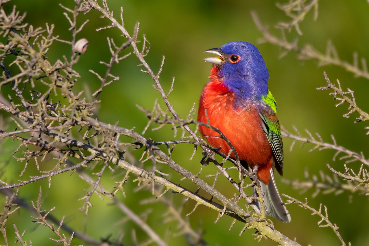 Painted Bunting - ML329477921