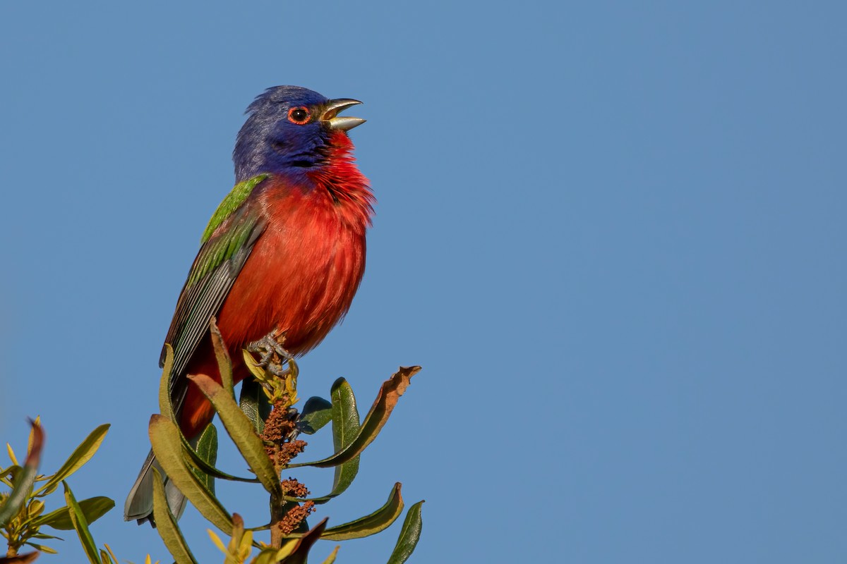 Painted Bunting - ML329477941