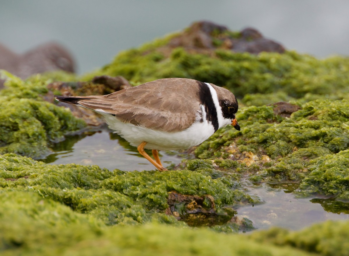 Semipalmated Plover - ML329481621