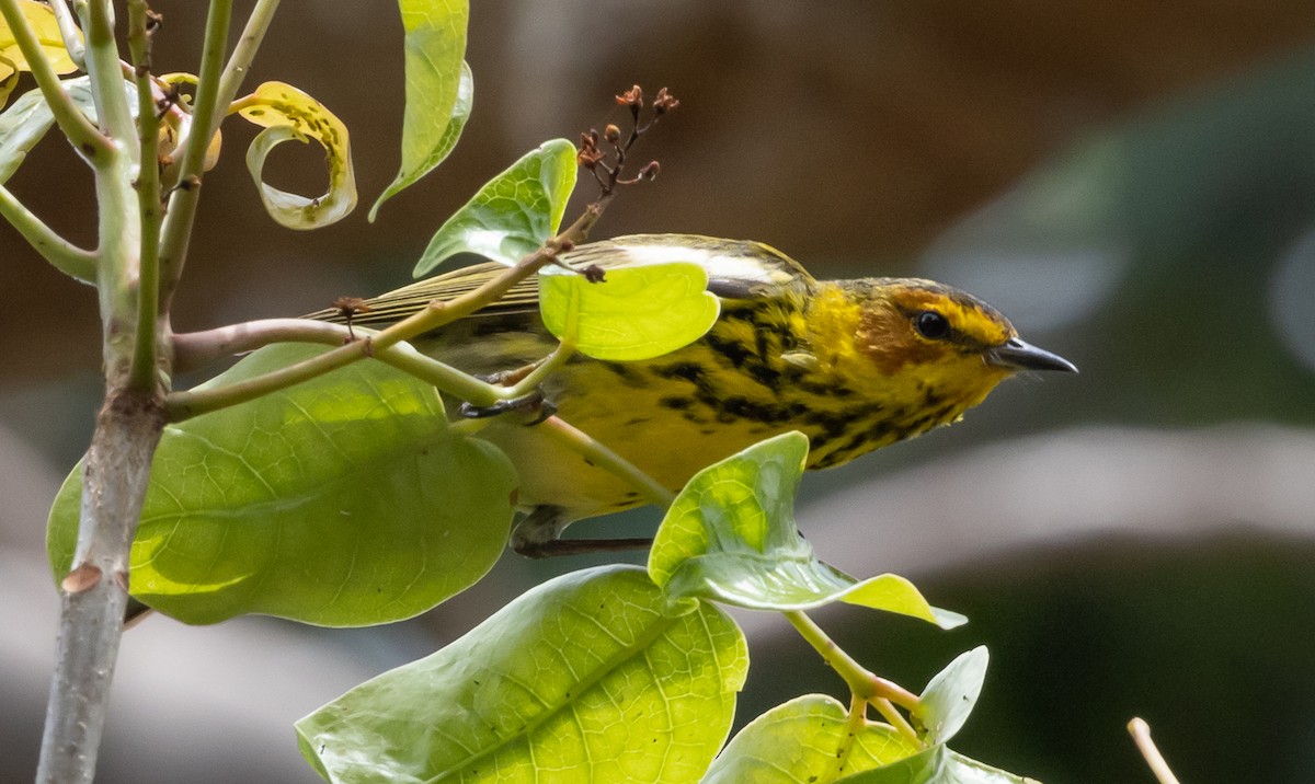 Cape May Warbler - ML329487811