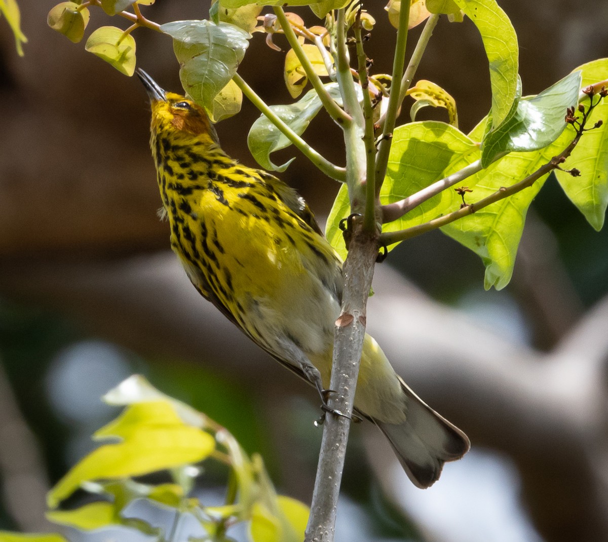 Cape May Warbler - ML329487821