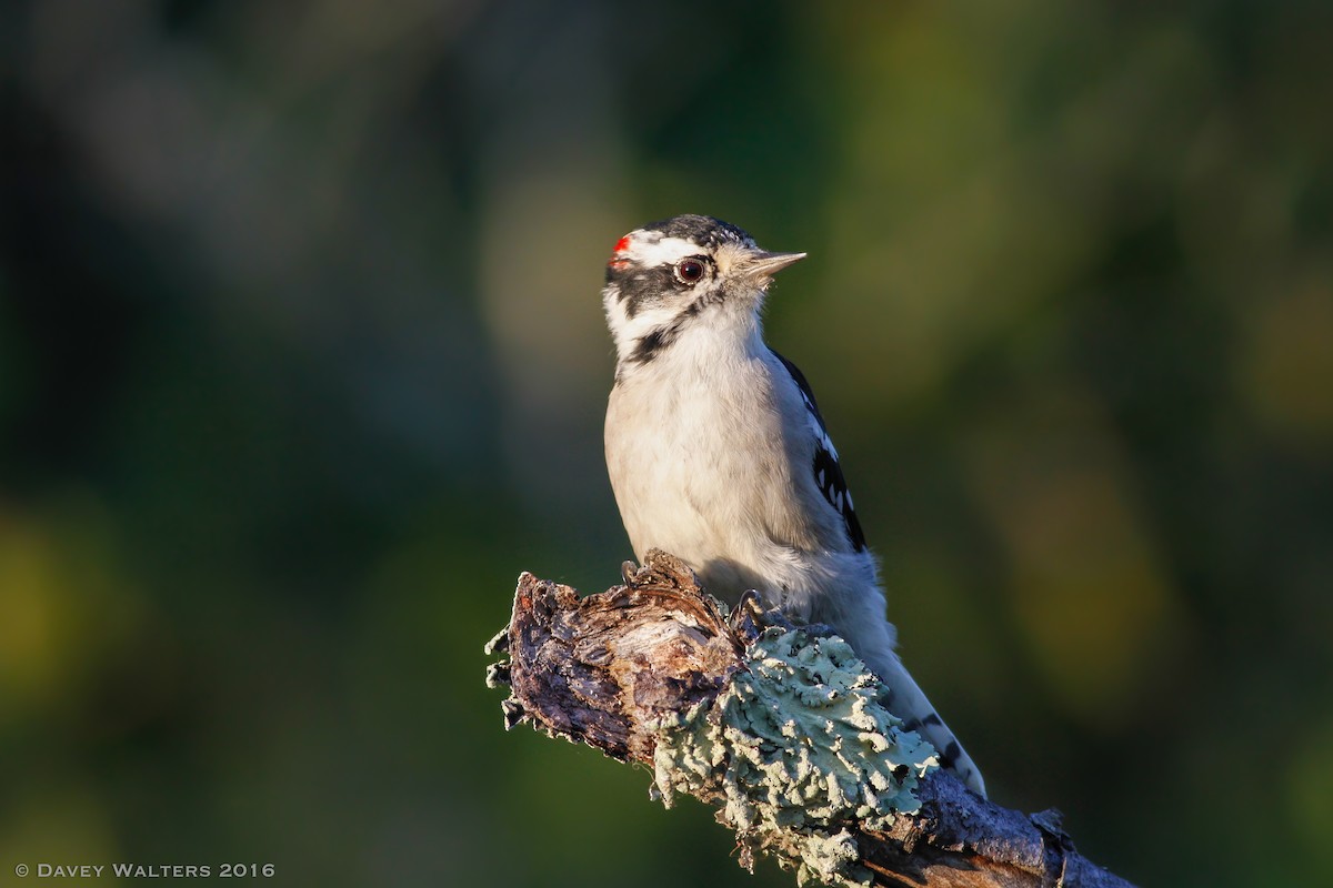 Downy Woodpecker (Eastern) - Davey Walters