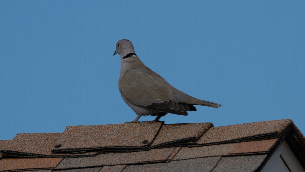 Eurasian Collared-Dove - Kevin Smith