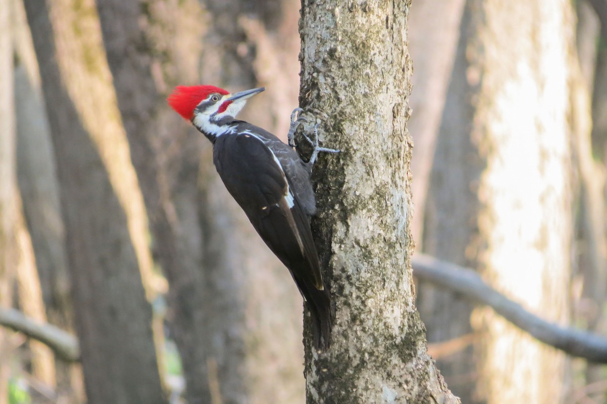 Pileated Woodpecker - ML329494591
