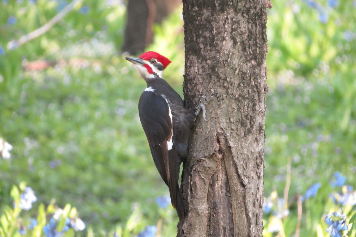 Pileated Woodpecker - ML329494601