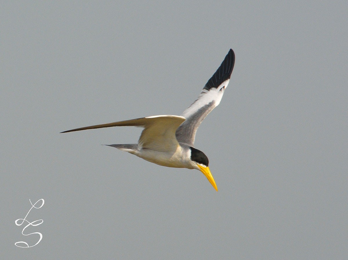 Large-billed Tern - ML32949891