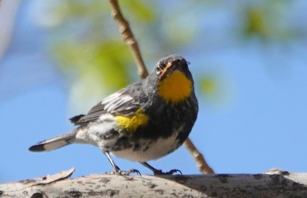 Yellow-rumped Warbler (Audubon's) - ML329507141