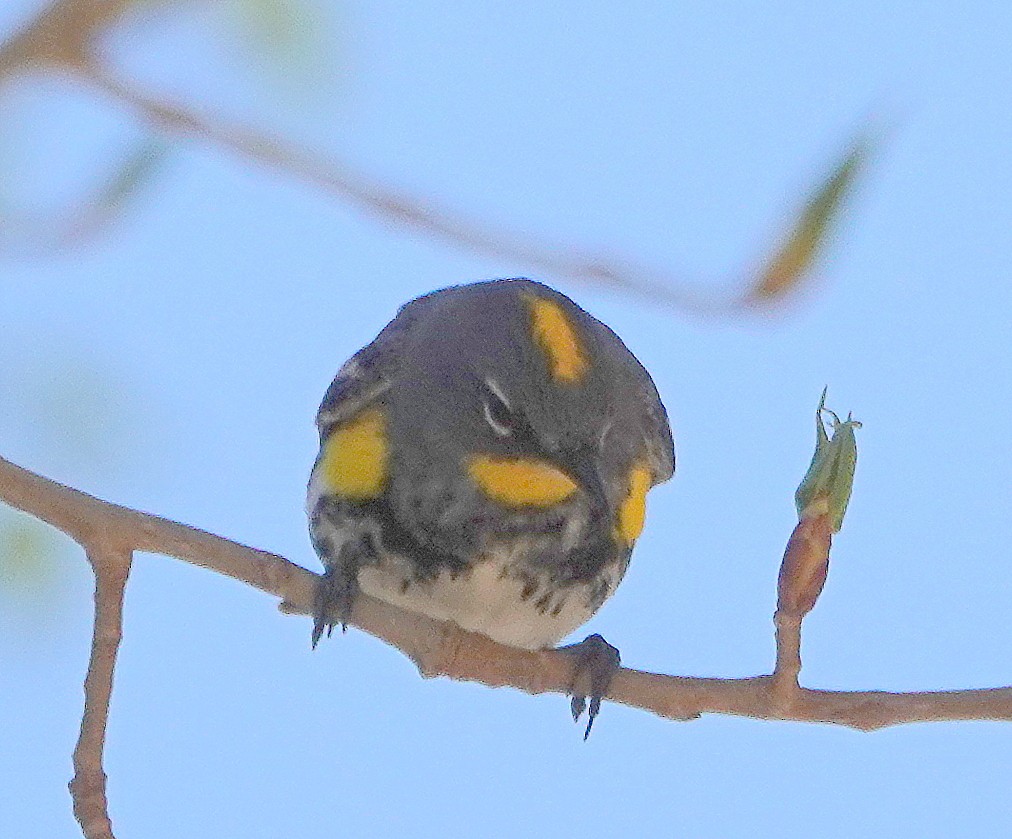 Yellow-rumped Warbler (Audubon's) - ML329507161