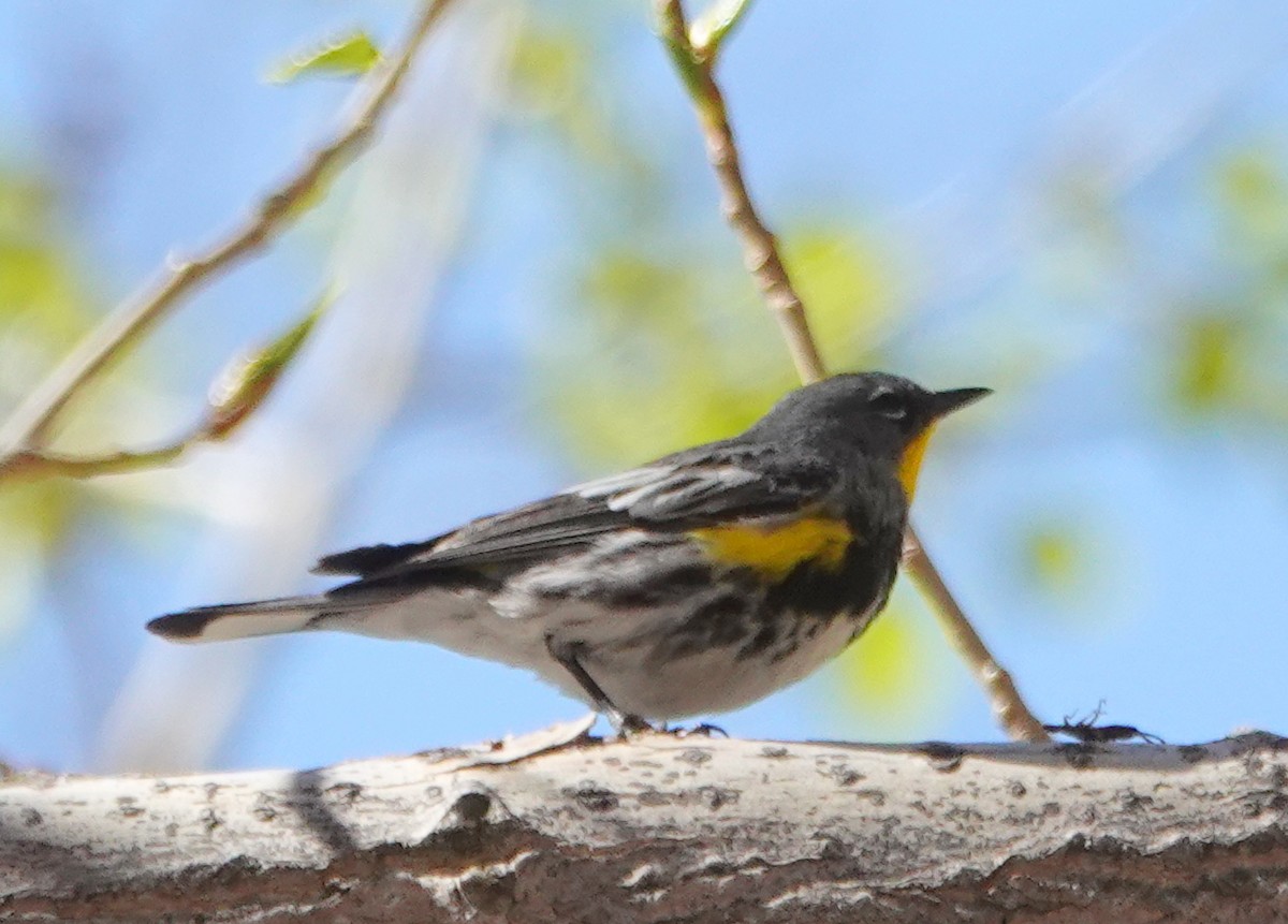 Yellow-rumped Warbler (Audubon's) - ML329507171