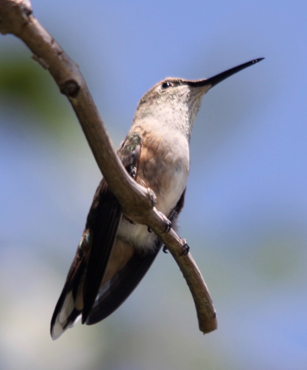 Broad-tailed Hummingbird - ML32950811