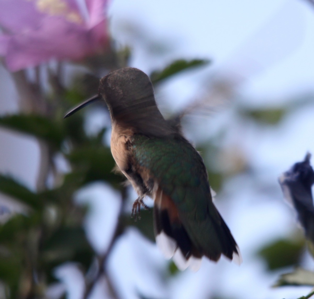 Broad-tailed Hummingbird - ML32950841