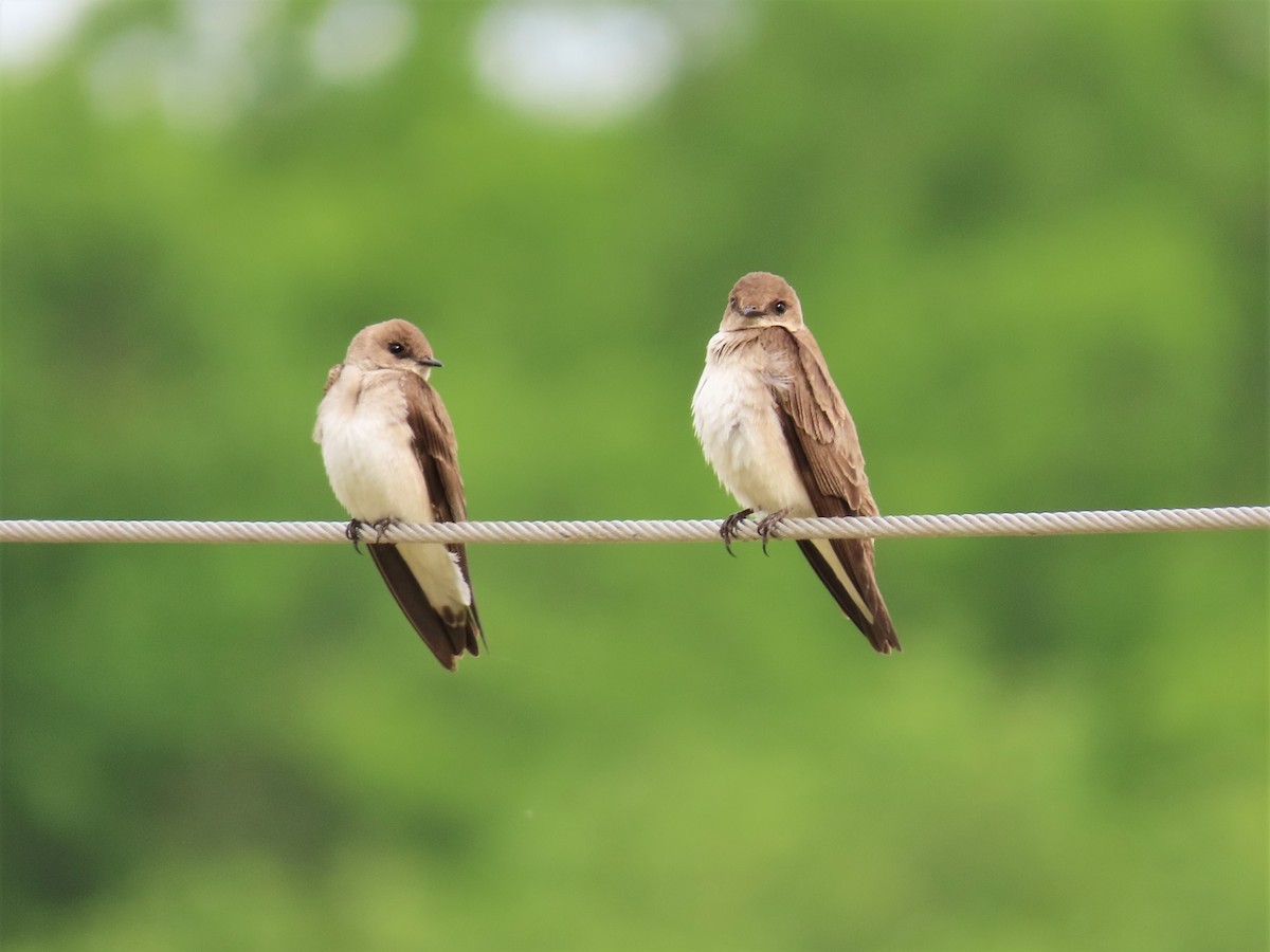 Northern Rough-winged Swallow - Susan Disher