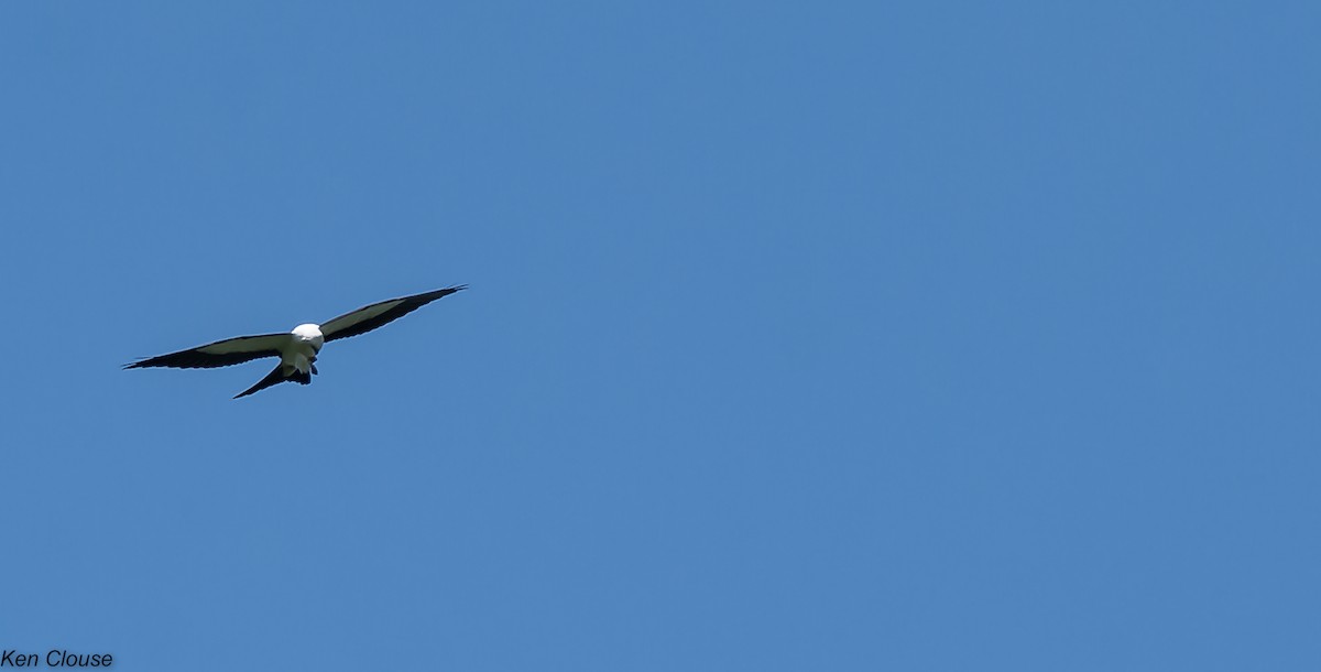 Swallow-tailed Kite - ML32951351