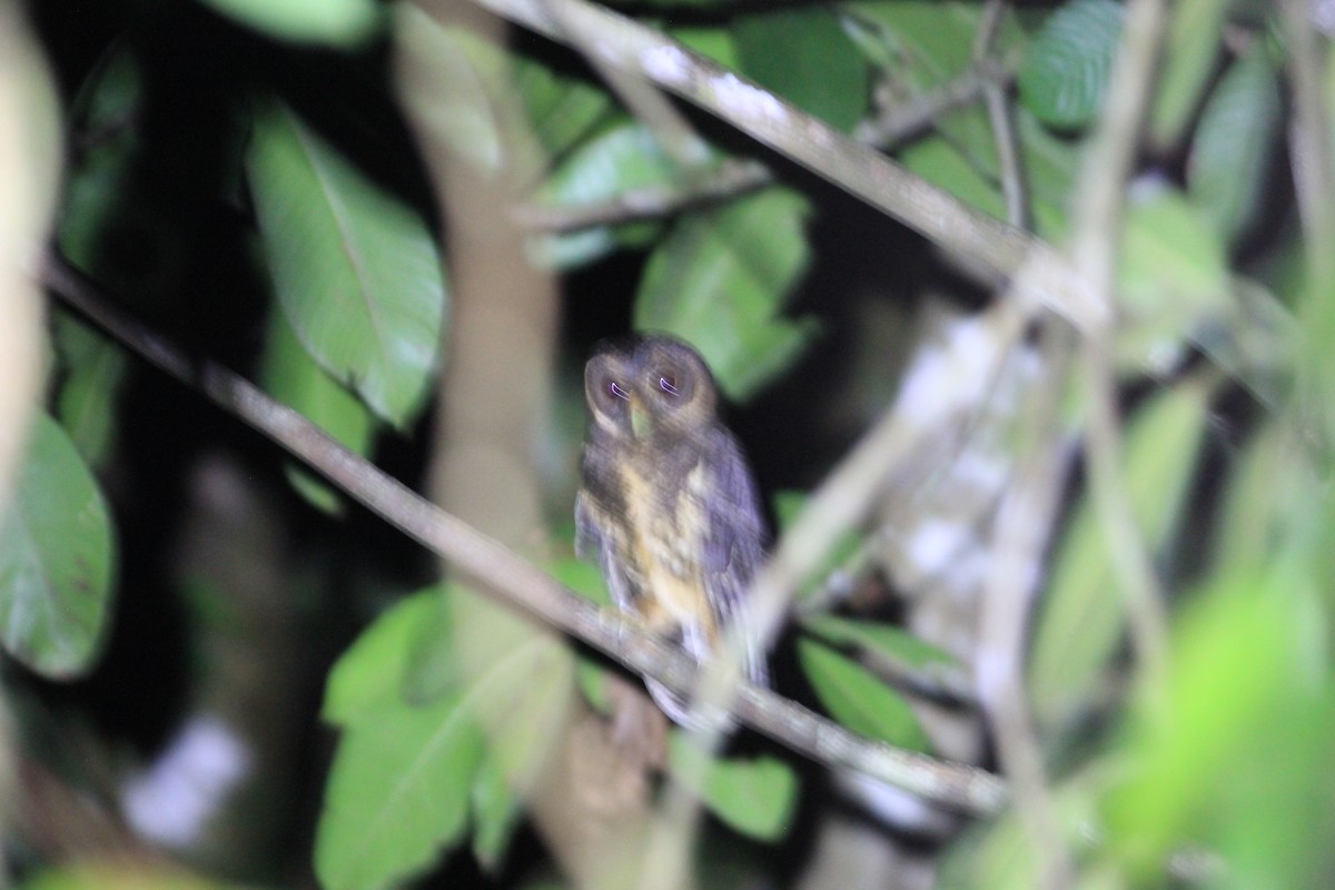 Mottled Owl - Thad Roller