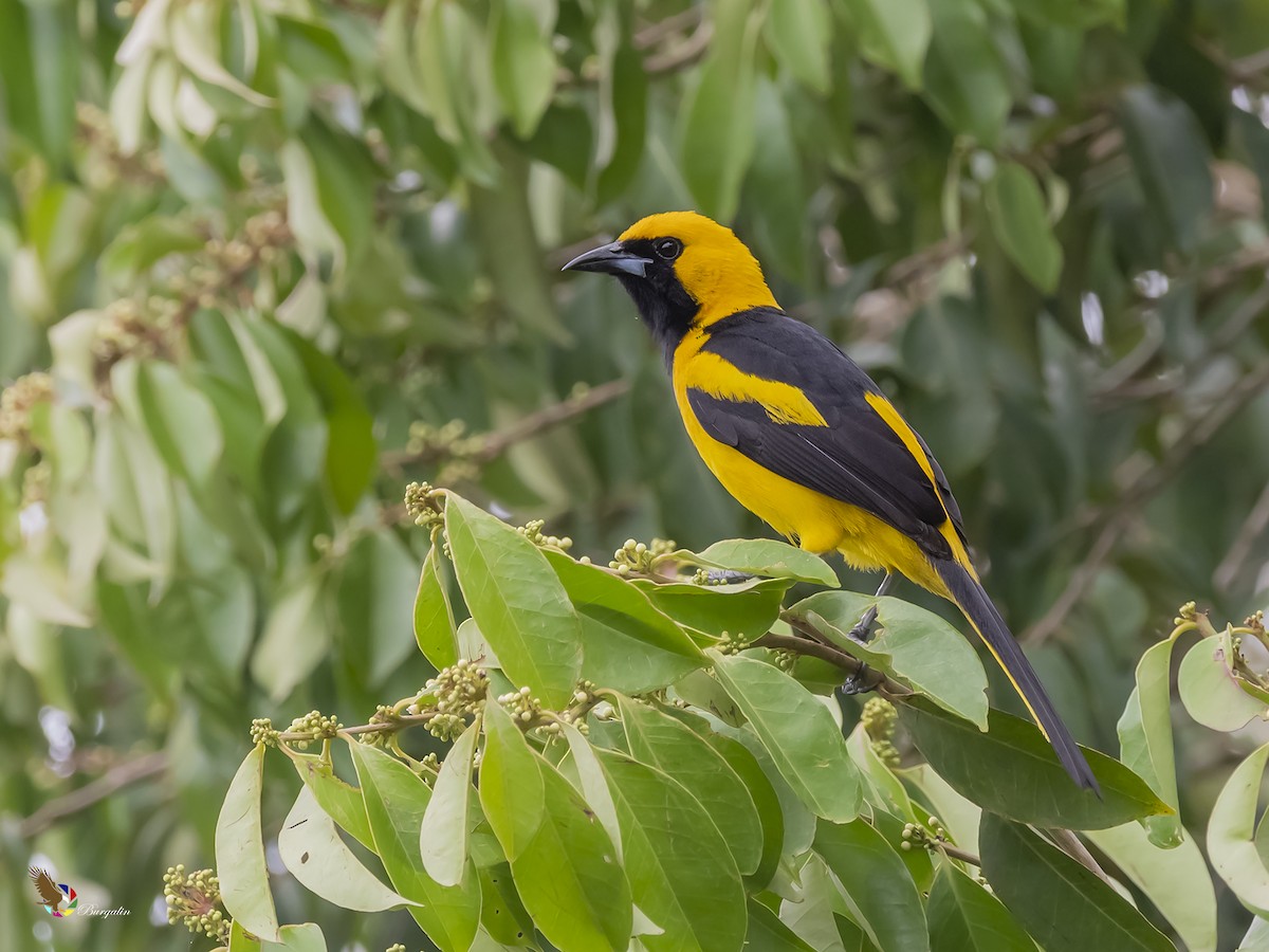 Yellow-tailed Oriole - ML329516841