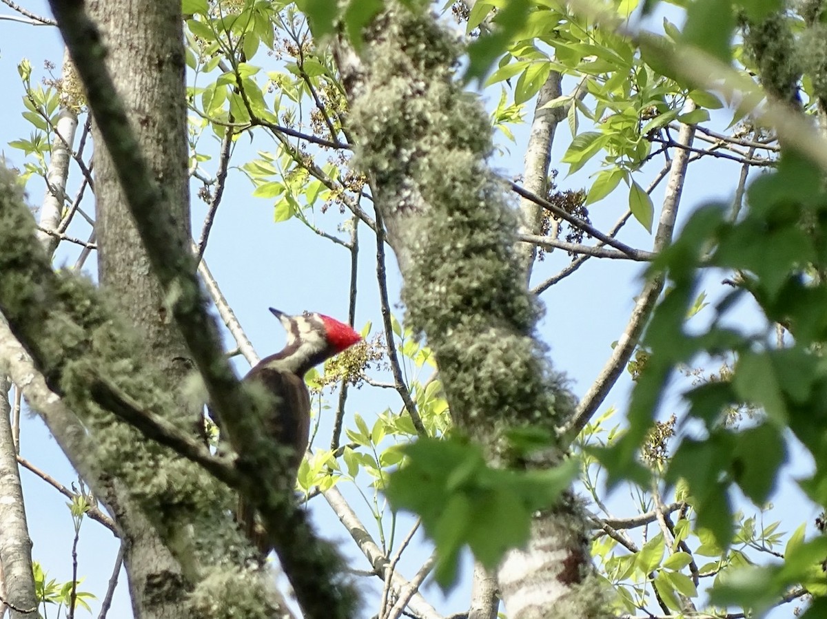 Pileated Woodpecker - ML329525131