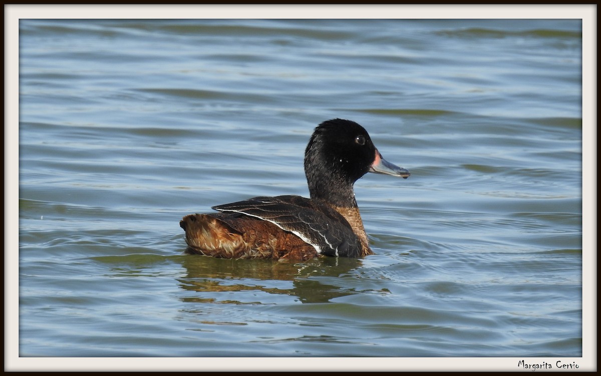 Black-headed Duck - ML329530851