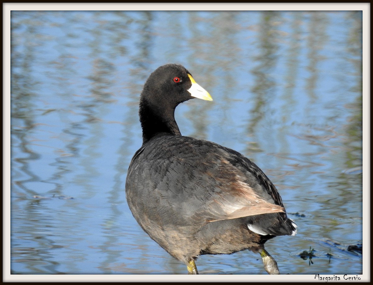 White-winged Coot - ML329533811