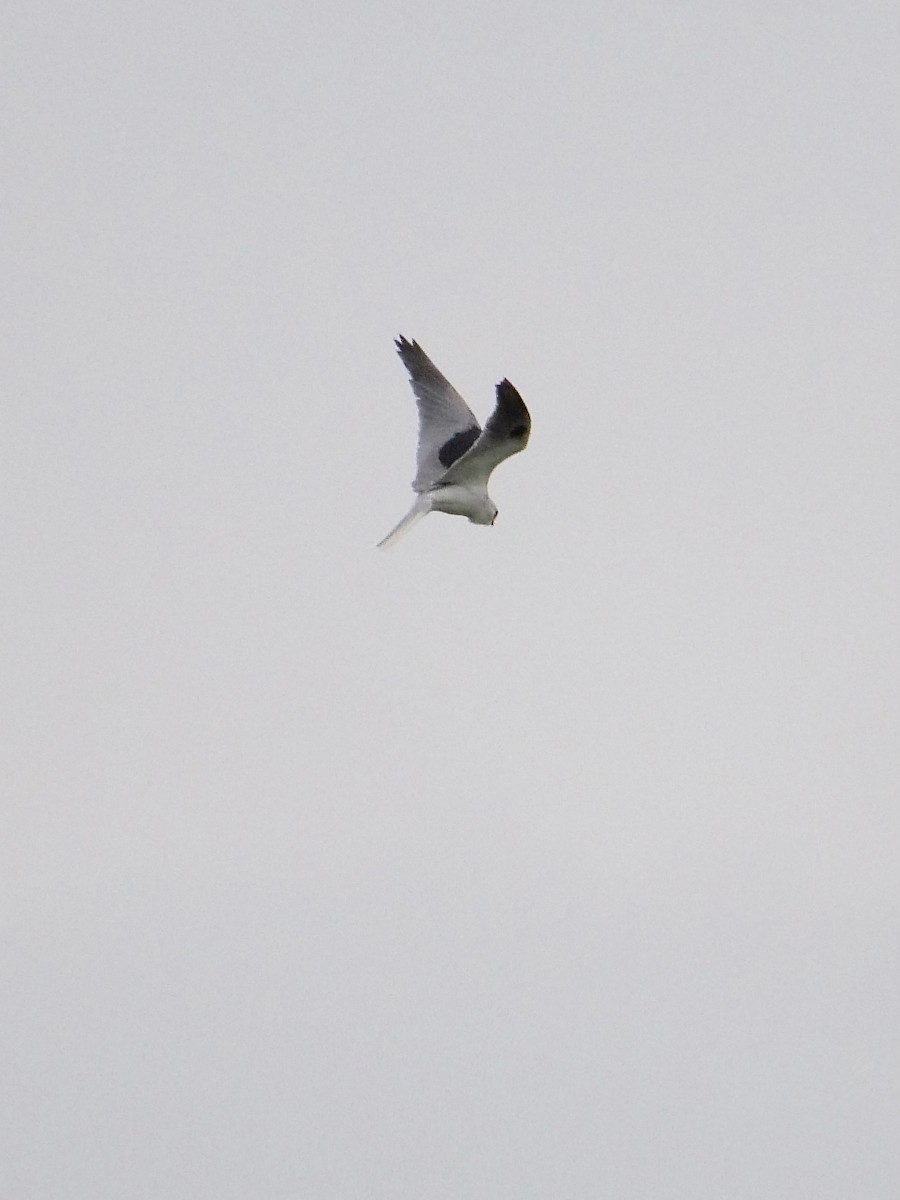 White-tailed Kite - ML329533931