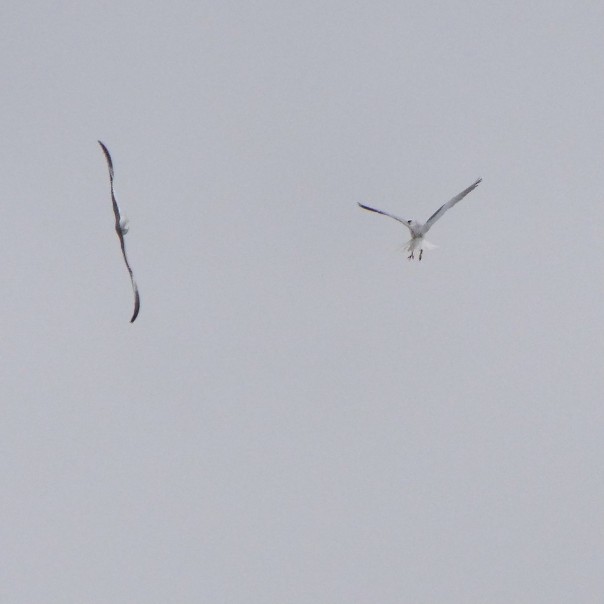 White-tailed Kite - ML329533941