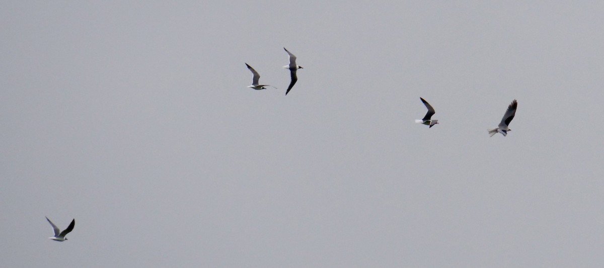 White-tailed Kite - ML329533951