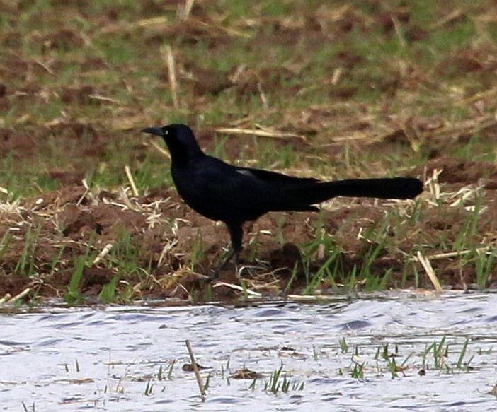 Great-tailed Grackle - ML329535211