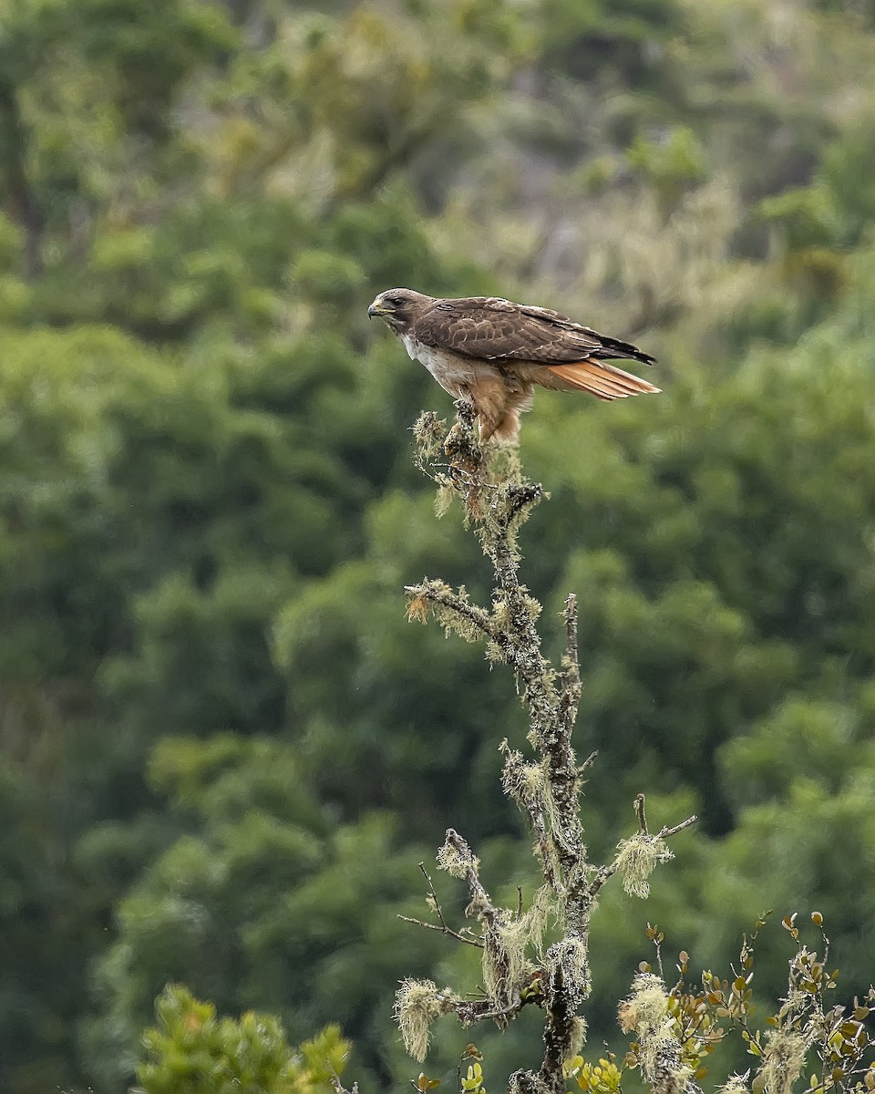 Red-tailed Hawk (costaricensis) - ML329537881
