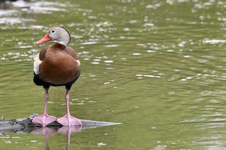 Black-bellied Whistling-Duck, ML329539641