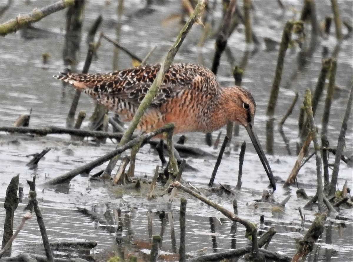 Long-billed Dowitcher - ML329544041