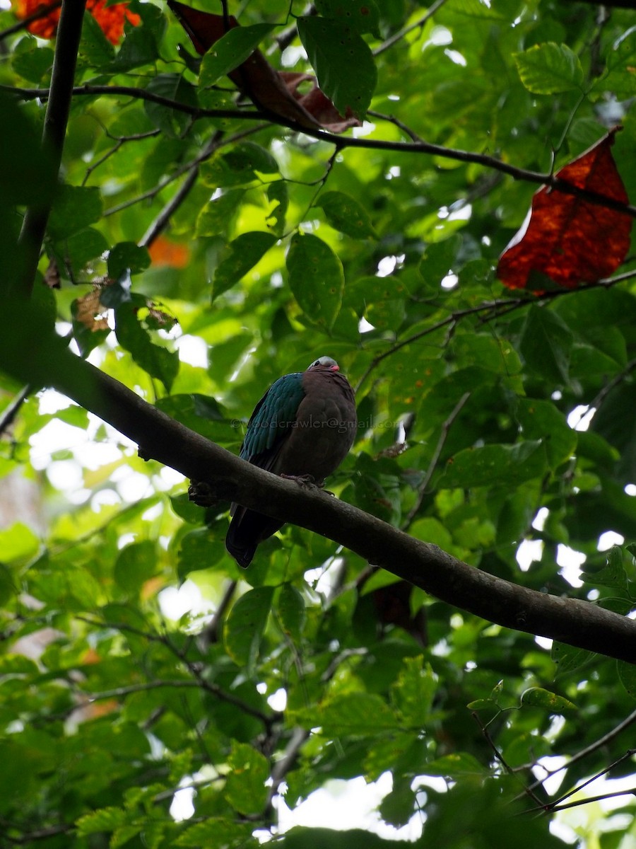 Asian Emerald Dove - Rajesh Radhakrishnan