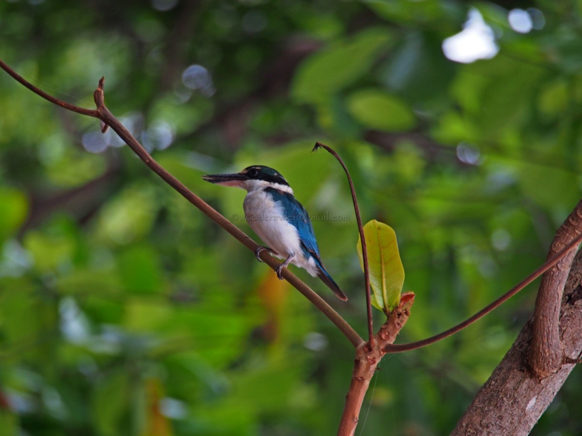 Collared Kingfisher - Rajesh Radhakrishnan