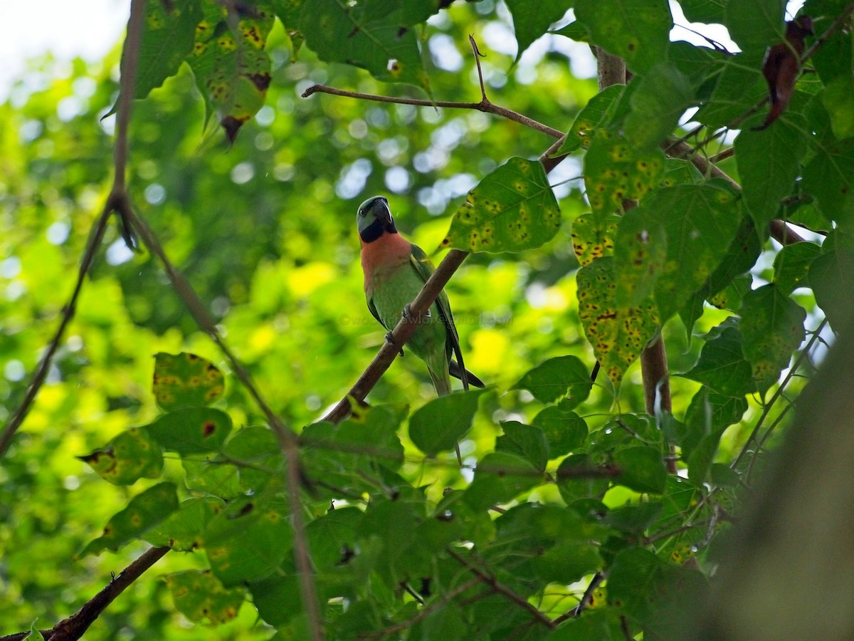 Red-breasted Parakeet - Rajesh Radhakrishnan