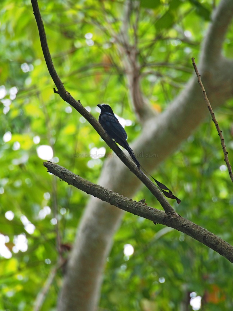 Greater Racket-tailed Drongo - ML32955651