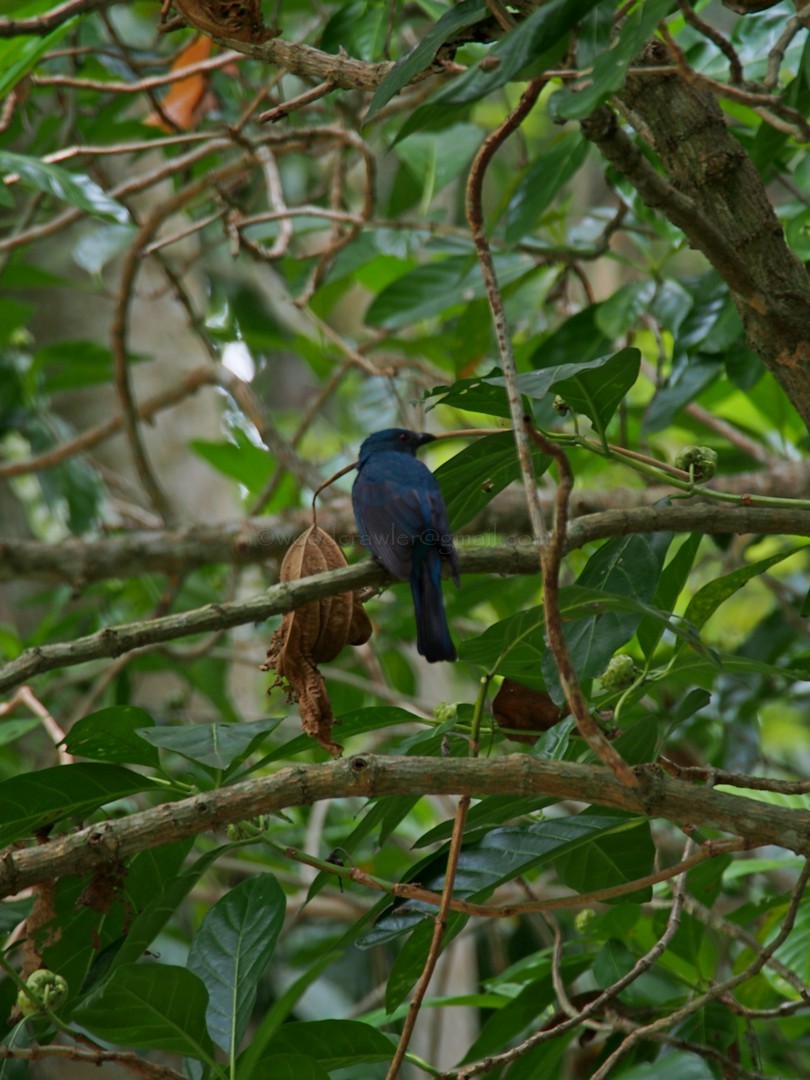 Asian Fairy-bluebird - ML32955751