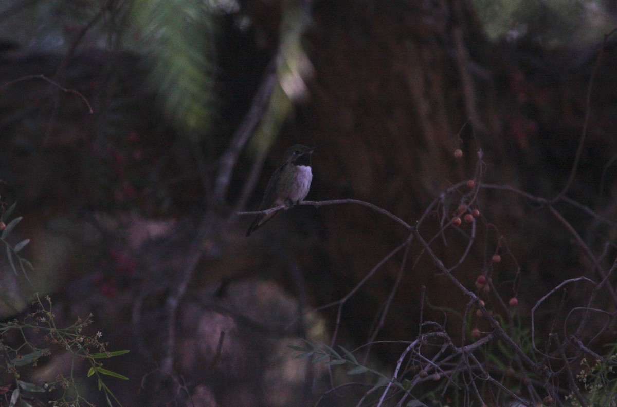 Broad-tailed Hummingbird - ML32956241