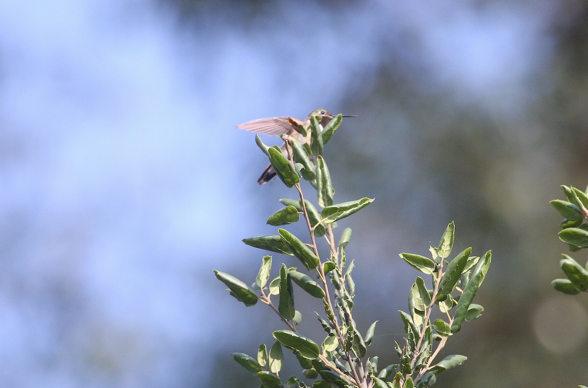 Broad-tailed Hummingbird - ML32956251