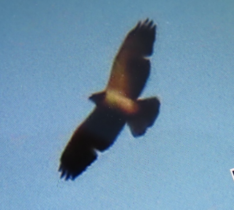 Short-tailed Hawk - ML329563071