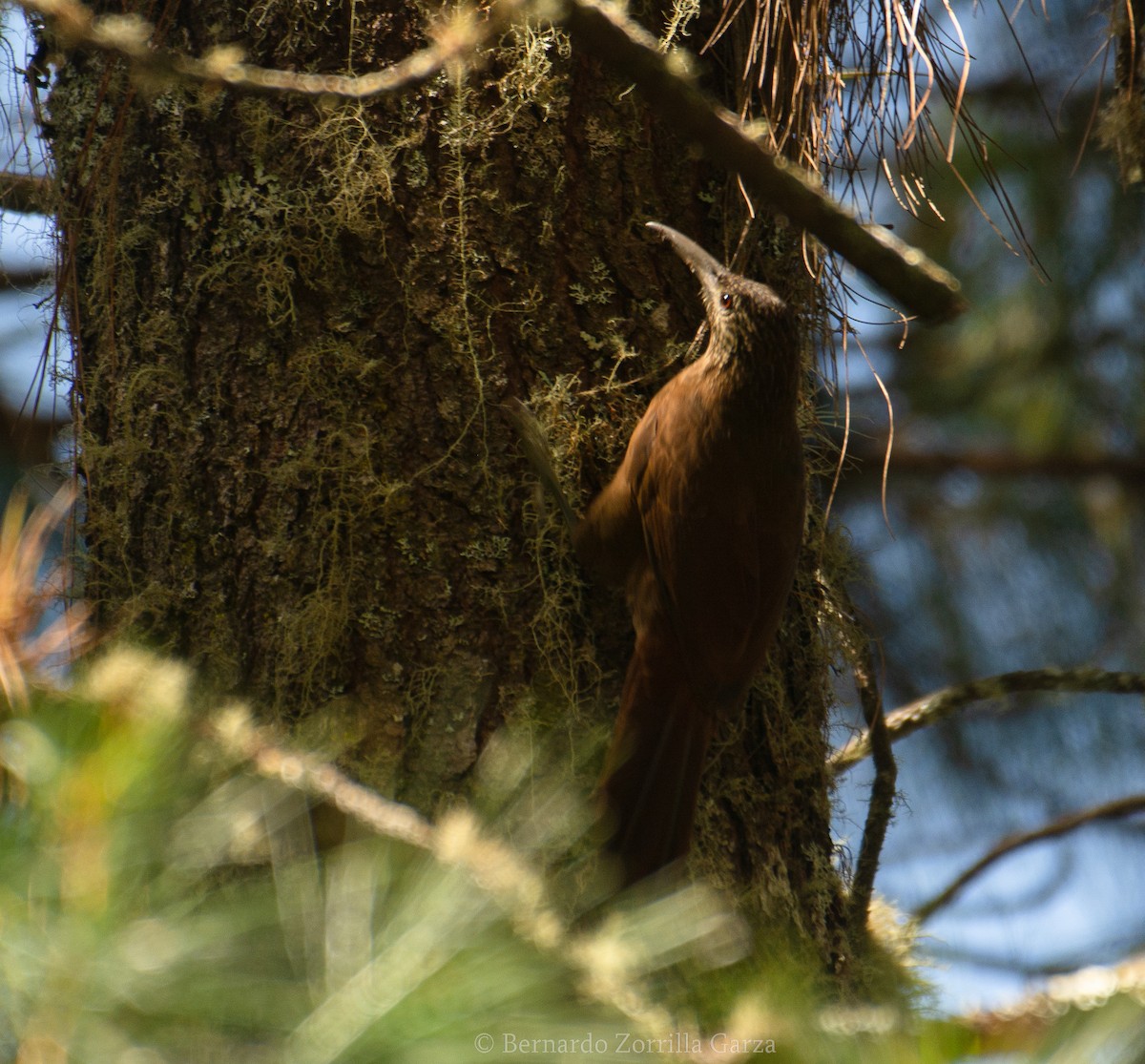Strong-billed Woodcreeper (Central American) - ML329567111