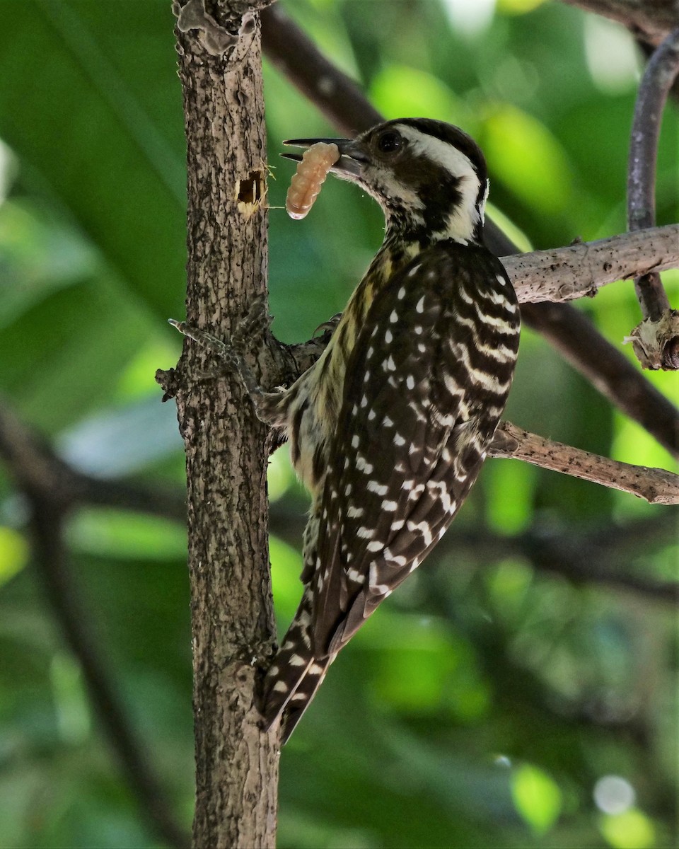 Philippine Pygmy Woodpecker - ML329567451