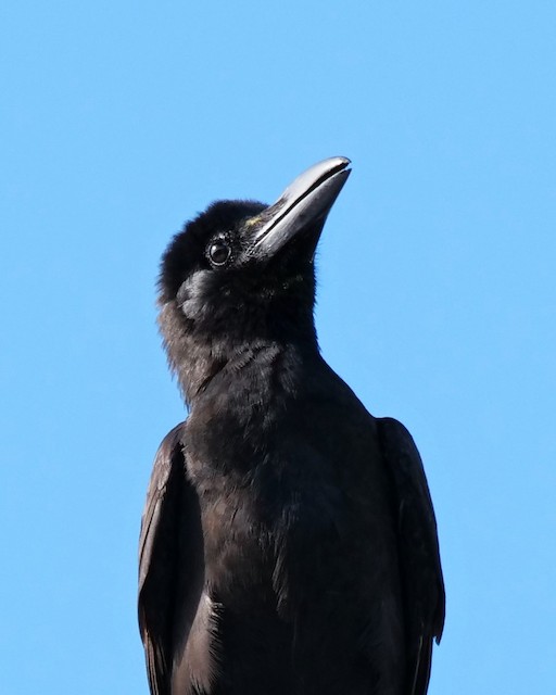 Large-billed Crow - eBird