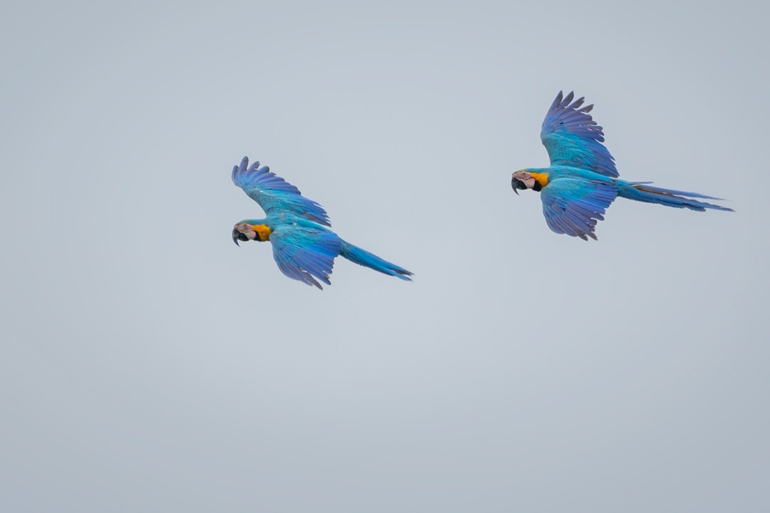 Blue-and-yellow Macaw - ML329568261