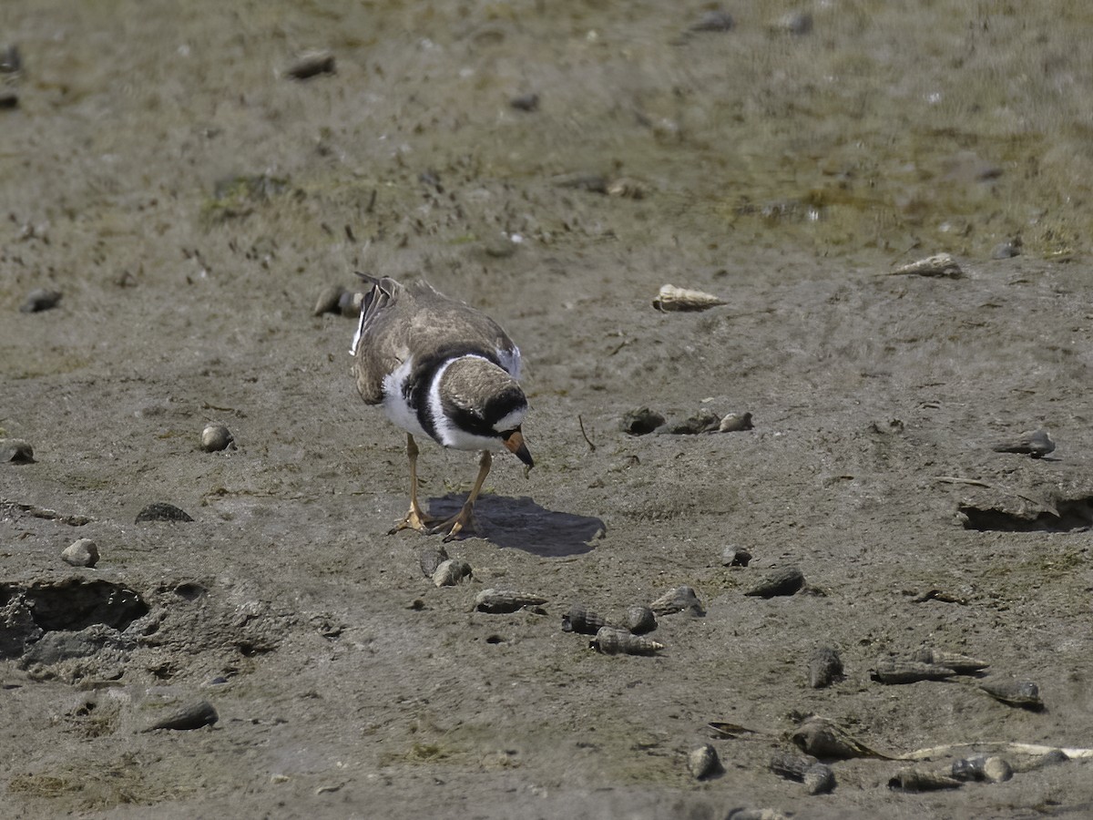 Semipalmated Plover - Bruce Aird