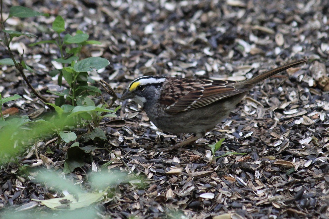 White-throated Sparrow - ML329570631