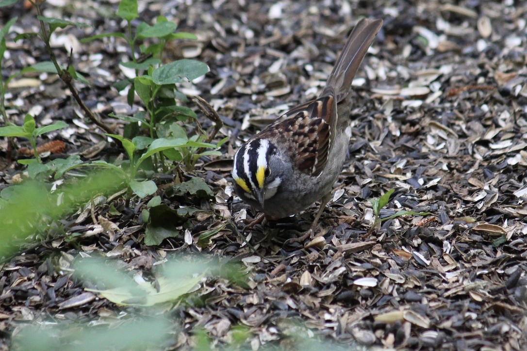 White-throated Sparrow - ML329570771