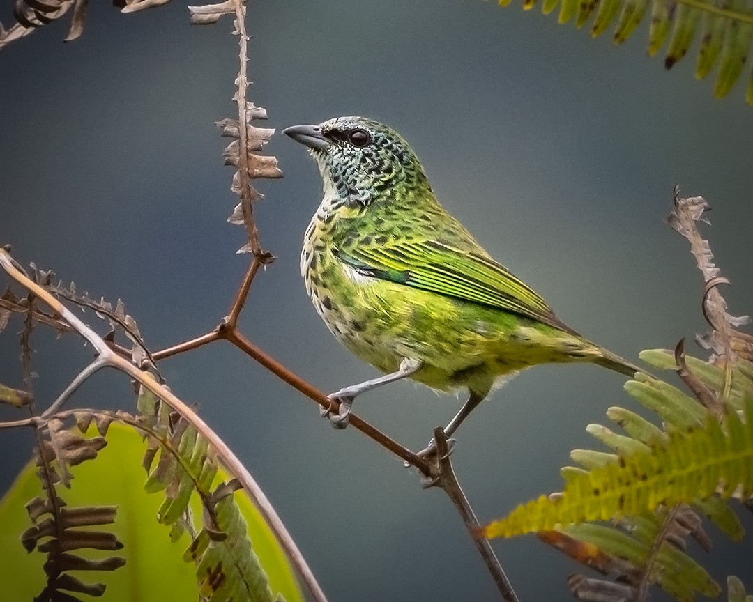 Spotted Tanager - ML329572411