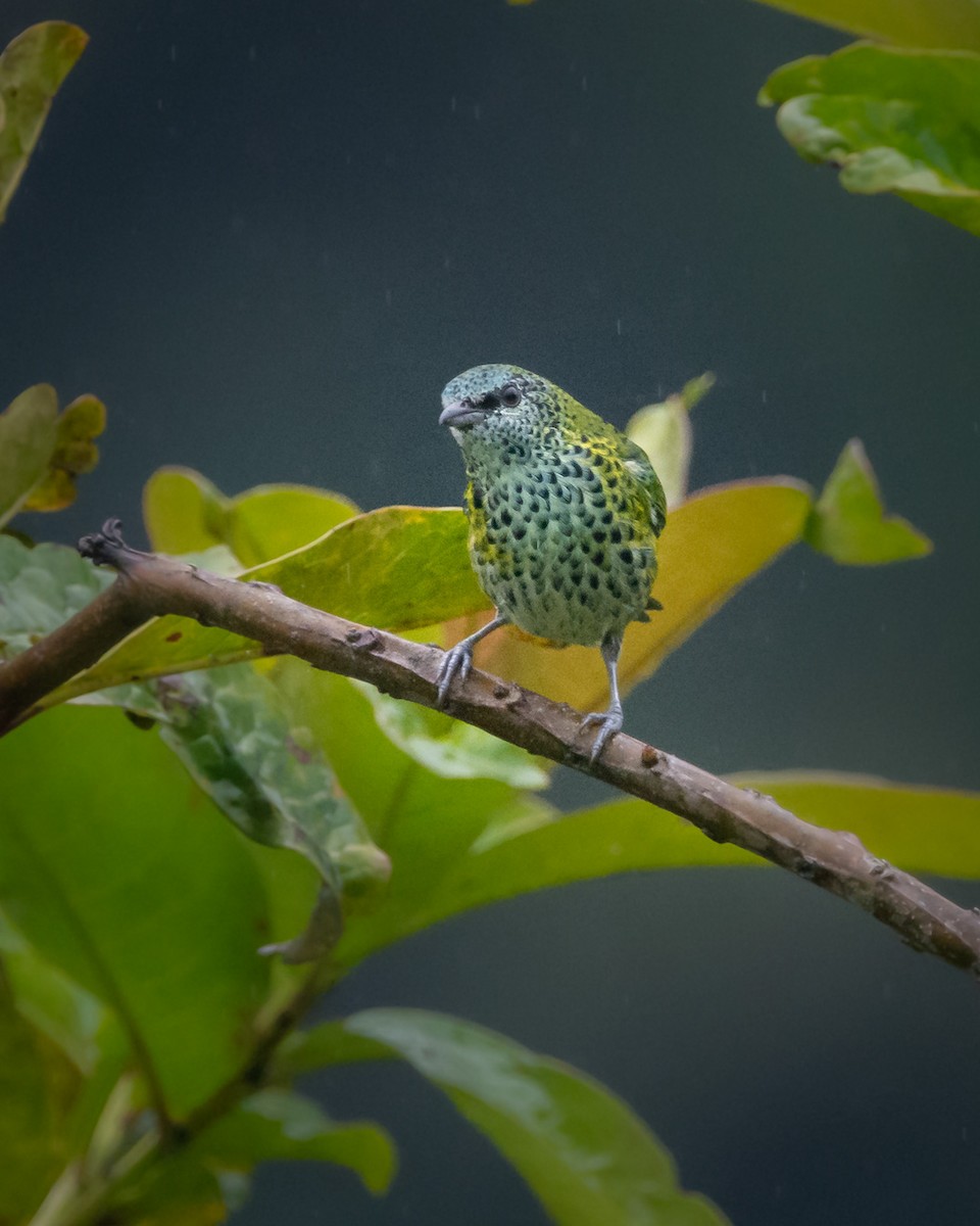 Spotted Tanager - ML329572511