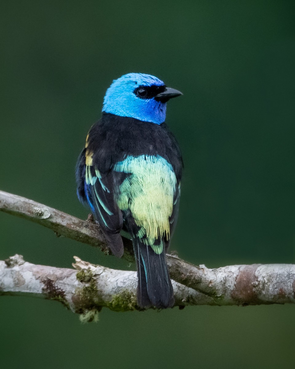 Blue-necked Tanager - ML329572631